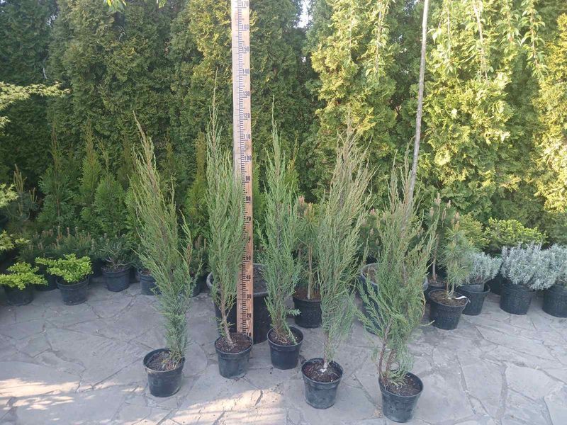 Ялівець скельний Блю Ерроу. (Juniperus scopulorum Blue Arrow) h100-120 CS2195 фото