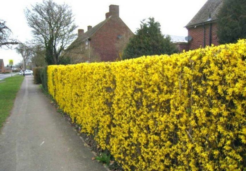Форзиция средняя &laquo;Линвуд&raquo; (Forsythia &times; intermedia &bdquo;Lynwood&ldquo;) С3 CS2998 фото