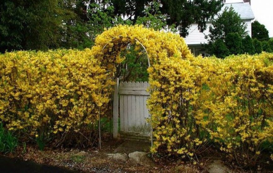 Форзиция средняя &laquo;Линвуд&raquo; (Forsythia &times; intermedia &bdquo;Lynwood&ldquo;) С3 CS2998 фото