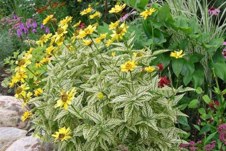 Геліопсис соняшниковідний Лорейн Саншайн. (Heliopsis helianthoides Loraine Sunshine) Р9