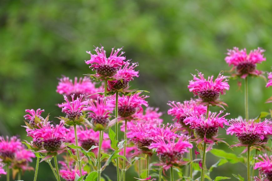 Монарда Marshall's Delight (Monarda 'Marshall's Delight') многолетник Р9 V10412 фото