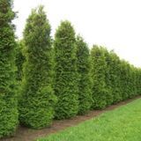Туя західний Брабант. (Thuja оccidentalis Brabant) С1 00052 фото