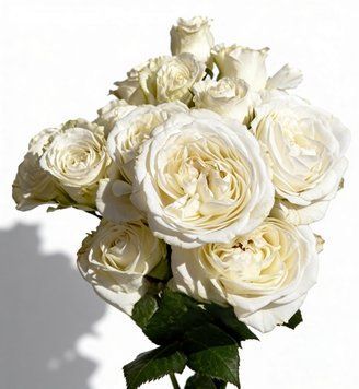 Троянда White Giselle (Уайт Жизель) спрей в горщику 4 л
