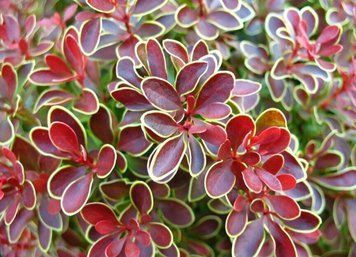 Барбарис тунберга Голден Ринг. (Berberis thunbergii Golden Ring) С3 CS2499 фото