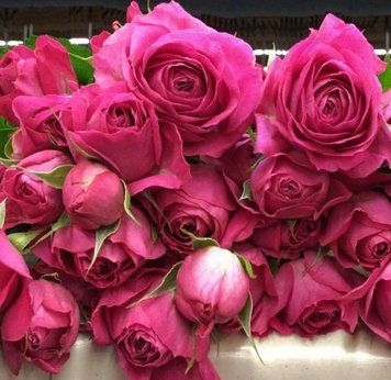 Роза Фуксия Лейс. (Fuchsia Lace) Спрей