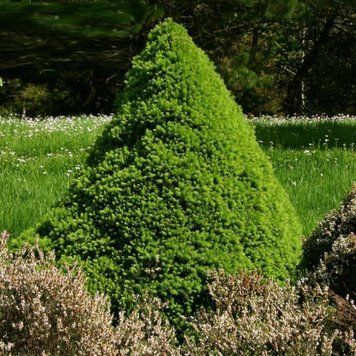 Ель канадская Коника (сизая). (Picea glauca Conica) С10 CS2096 фото