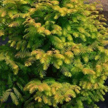 Метасеквойя китайская Амбер Глоу. (Metasequoia glyptostroboides Amber Glow) С5 CS2046 фото