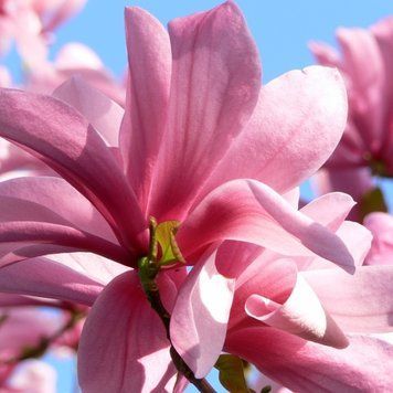 Магнолия Суланжа Гелакси. (Magnolia soulangeana Galaxy) C7,5 CS2899 фото