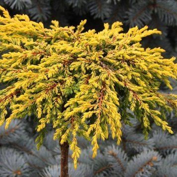 Можжевельник обыкновенный Голдшатц. (Juniperus communis Goldschatz) С10, ШТАМБ, h-100-110см CS2246 фото
