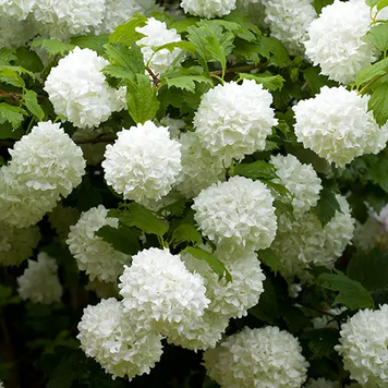 Калина Розеум (Viburnum opulus 'Roseum') декоративный куст С7,5