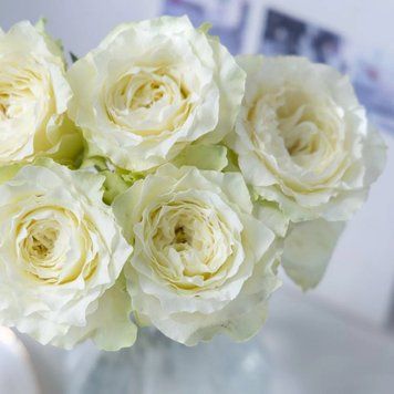 Роза White Giselle (Уайт Жизель) спрей в горшке 4 л