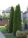 Туя западная Смарагд. (Thuja occidentalis Smaragd) С3 высота 45-55см V2394 фото 2