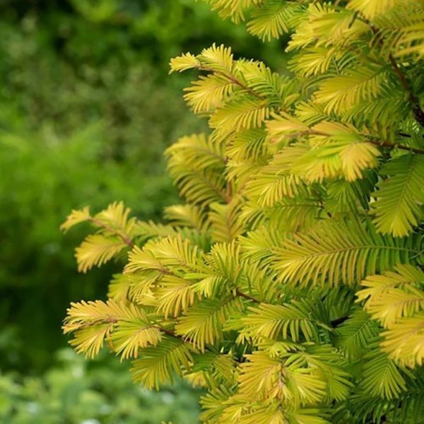 Метасеквойя китайская Амбер Глоу. (Metasequoia glyptostroboides Amber Glow) С5 CS2046 фото