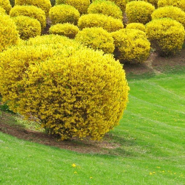 Форзиція проміжна/варієгата Голден Тайм. (Forsythia intermedia Golden Times) С4 CS2999 фото