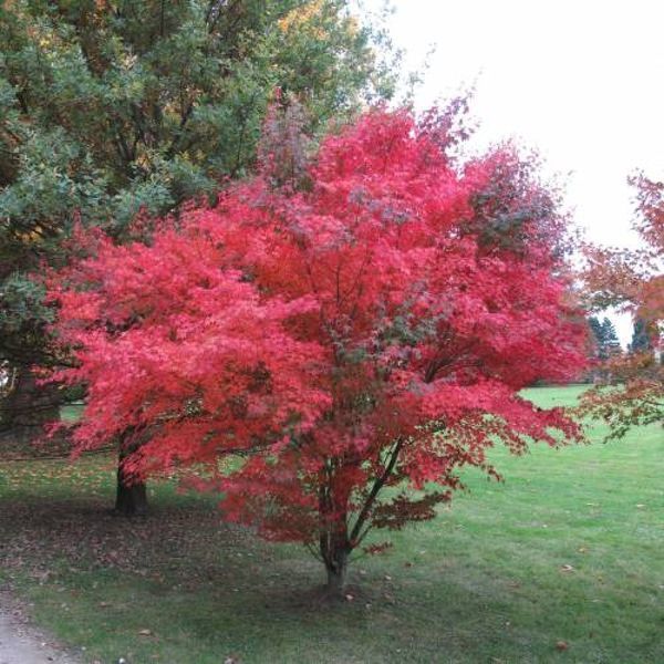 Клен веерный пальмолистный Атропурпуреум. (Acer palmatum Atropurpureum) C3