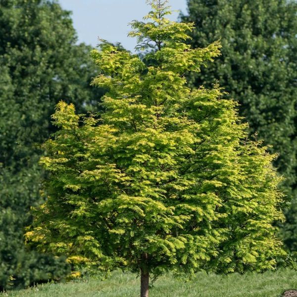 Метасеквойя китайская Амбер Глоу. (Metasequoia glyptostroboides Amber Glow) С5 CS2046 фото