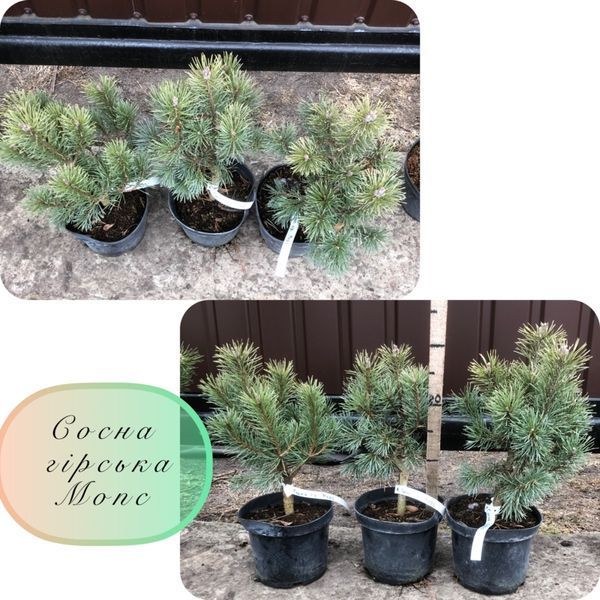 Сосна гірська Мопс. (Pinus mugo Mops) С5 CS2346 фото