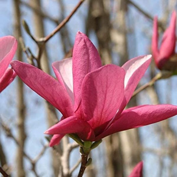 Магнолія Суланжа Гелаксі. (Magnolia soulangeana Galaxy) C7,5 CS2899 фото