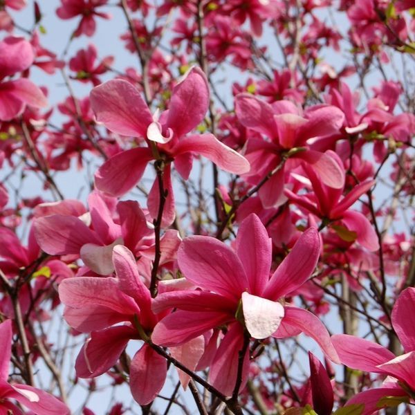 Магнолія Суланжа Гелаксі. (Magnolia soulangeana Galaxy) C7,5 CS2899 фото