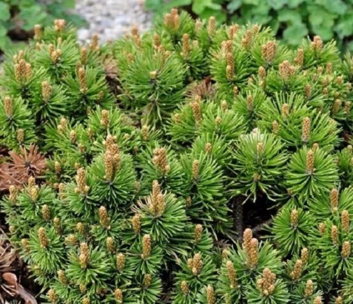Сосна гірська Мопс. (Pinus mugo Mops) С5 CS2346 фото