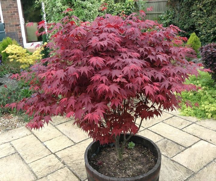 Клен веерный пальмолистный Атропурпуреум. (Acer palmatum Atropurpureum) C3