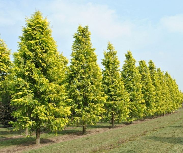 Метасеквойя китайская Амбер Глоу. (Metasequoia glyptostroboides Amber Glow) С5 CS2046 фото