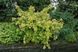 Форзиція проміжна/варієгата Голден Тайм. (Forsythia intermedia Golden Times) С4 CS2999 фото 2