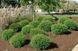 Туя західна Містер Боулінг Болл. (Thuja occidentalis Mr. Bowling Ball) C1,5 CS2396 фото 2