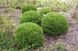 Туя західна Містер Боулінг Болл. (Thuja occidentalis Mr. Bowling Ball) C1,5 CS2396 фото 6