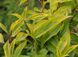 Форзиція проміжна/варієгата Голден Тайм. (Forsythia intermedia Golden Times) С4 CS2999 фото 3