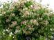 Жимолость Каприфоль Серафина. (Lonicera caprifolium) С3 CS2446 фото 2