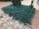 Ялівець горизонтальний Блю Чіп. (Juniperus horizontalis Blue Chip) Р9 CS2196 фото 3