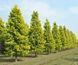 Метасеквойя китайская Амбер Глоу. (Metasequoia glyptostroboides Amber Glow) С5 CS2046 фото 4