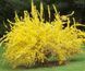Форзиція проміжна/варієгата Голден Тайм. (Forsythia intermedia Golden Times) С4 CS2999 фото 5