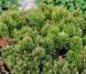 Сосна гірська Мопс. (Pinus mugo Mops) С5 CS2346 фото 2