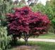 Клен веерный пальмолистный Атропурпуреум. (Acer palmatum Atropurpureum) C3 CS2849 фото 7