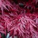 Клен веерный пальмолистный Атропурпуреум. (Acer palmatum Atropurpureum) C3 CS2849 фото 1