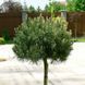 Сосна гірська Мопс. (Pinus mugo Mops) С5 CS2346 фото 1