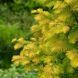 Метасеквойя китайская Амбер Глоу. (Metasequoia glyptostroboides Amber Glow) С5 CS2046 фото 3