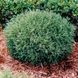 Туя західна Містер Боулінг Болл. (Thuja occidentalis Mr. Bowling Ball) C1,5 CS2396 фото 4