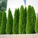 Туя западная Смарагд. (Thuja occidentalis Smaragd) С3 высота 45-55см V2394 фото 1