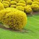 Форзиція проміжна/варієгата Голден Тайм. (Forsythia intermedia Golden Times) С4 CS2999 фото 4