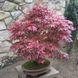 Клен веерный пальмолистный Атропурпуреум. (Acer palmatum Atropurpureum) C3 CS2849 фото 6