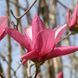 Магнолія Суланжа Гелаксі. (Magnolia soulangeana Galaxy) C7,5 CS2899 фото 5