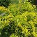 Форзиція проміжна/варієгата Голден Тайм. (Forsythia intermedia Golden Times) С4 CS2999 фото 1
