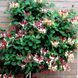 Жимолость Каприфоль Серафина. (Lonicera caprifolium) С3 CS2446 фото 1