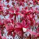 Магнолія Суланжа Гелаксі. (Magnolia soulangeana Galaxy) C7,5 CS2899 фото 3