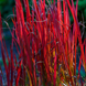 Імперата циліндрична Ред Барон (Imperata cylindrica Red Baron) С3 С00050 фото 1