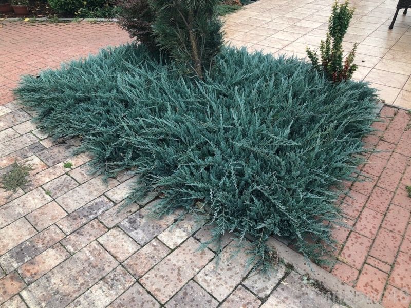 Ялівець горизонтальний Блю Чіп. (Juniperus horizontalis Blue Chip) Р9 CS2196 фото