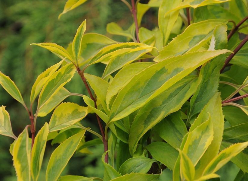 Форзиція проміжна/варієгата Голден Тайм. (Forsythia intermedia Golden Times) С4 CS2999 фото